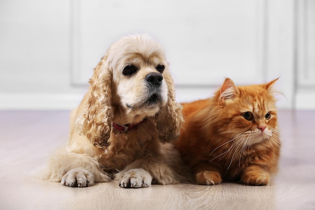 Cocker spaniel americano e gato vermelho juntos no chão da sala