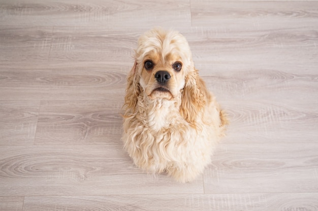 Cocker Spaniel Americano joven sentado en el suelo