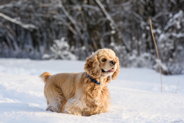 Cocker spaniel americano na floresta de neve