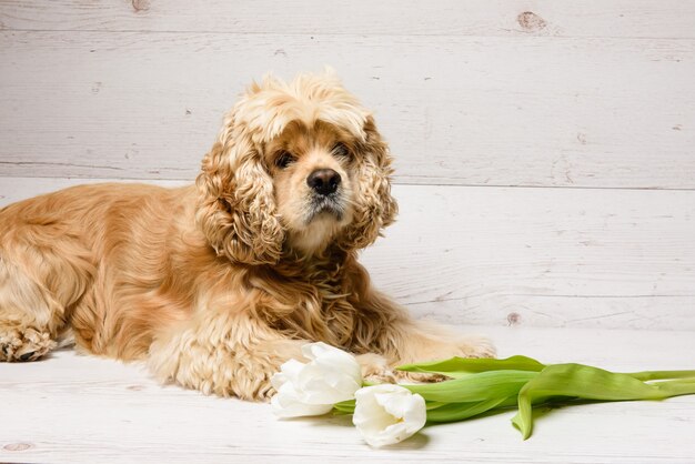 Cocker spaniel americano con ramo de tulipanes sobre un fondo de madera