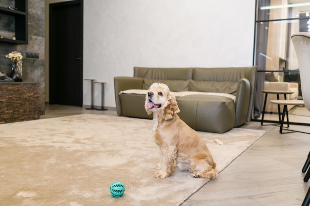 Cocker spaniel americano sentado no chão em casa