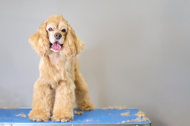 Cocker Spaniel americano se sienta en una mesa de aseo junto a mechones de lana