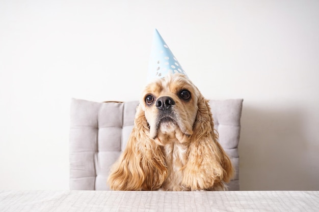 Un Cocker Spaniel americano se sienta en una mesa Cumpleaños de perro