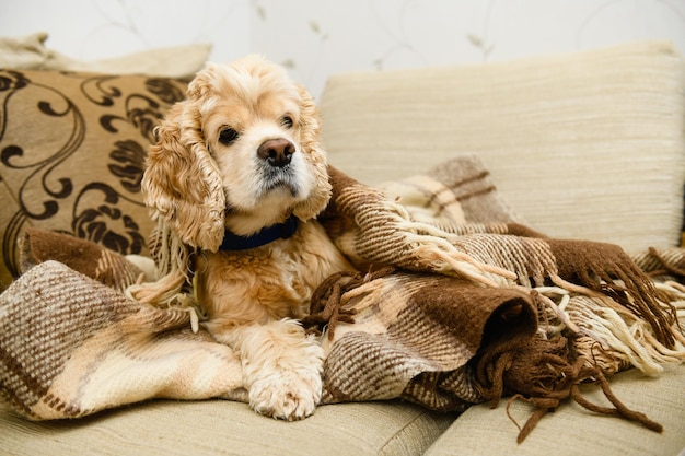 Un Cocker Spaniel americano yace en un sofá envuelto en una manta