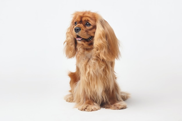 Cocker Spaniel auf einem weißen Hintergrund