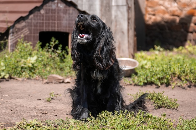 Cocker Spaniel bewachen das Haus