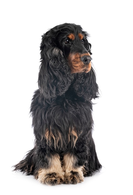 Cocker Spaniel en blanco aislado