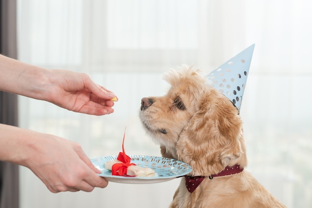 Cocker spaniel de cumpleaños entrenado con regalo de hueso