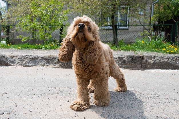 Cocker spaniel de cabelos cacheados caminhando em um dia ensolarado.