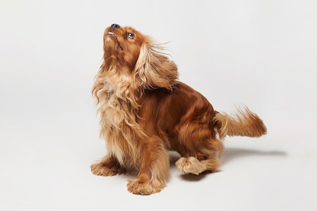 Cocker spaniel em um fundo branco