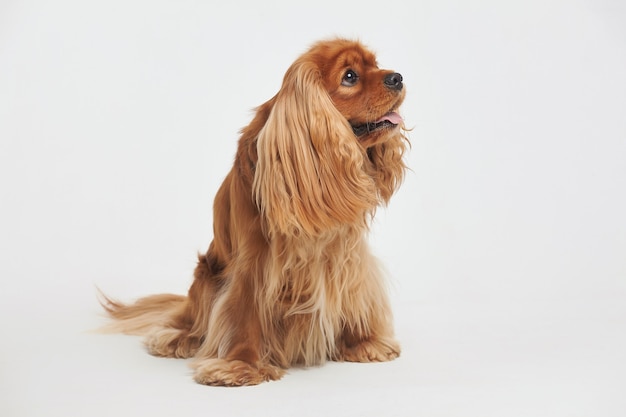 Cocker Spaniel en el estudio