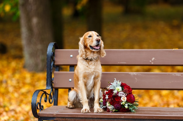 Cocker Spaniel grande y entrenado sentado cerca de la boda ramo de flores rojas