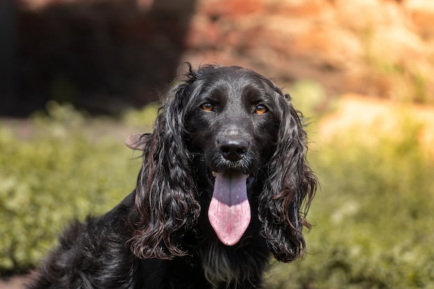 Cocker spaniel guarda a casa