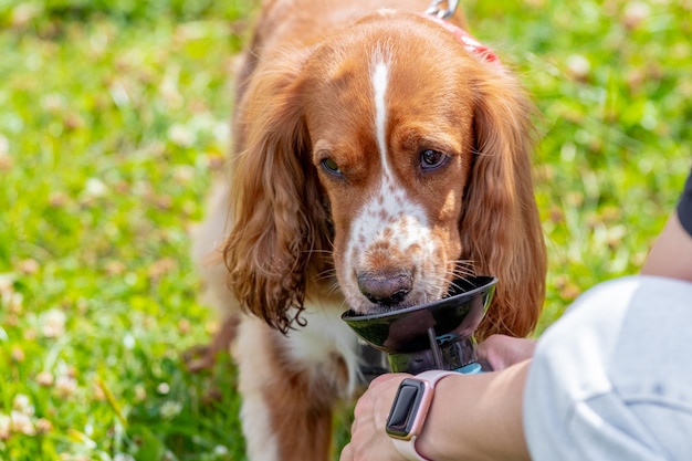 Cocker Spaniel Hund trinkt Wasser an einem heißen Sommertag, Hund trinkt Wasser aus den Händen der Herrin