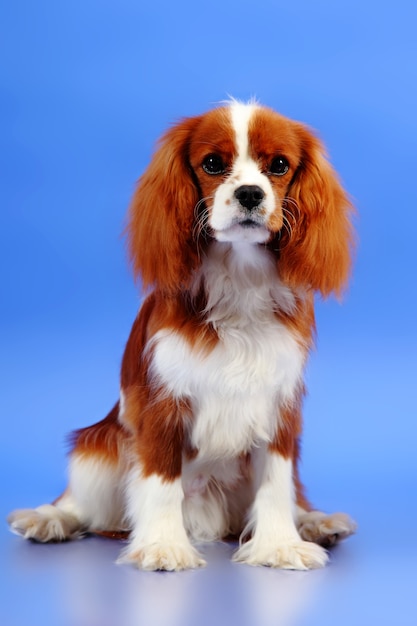 Cocker Spaniel Hund