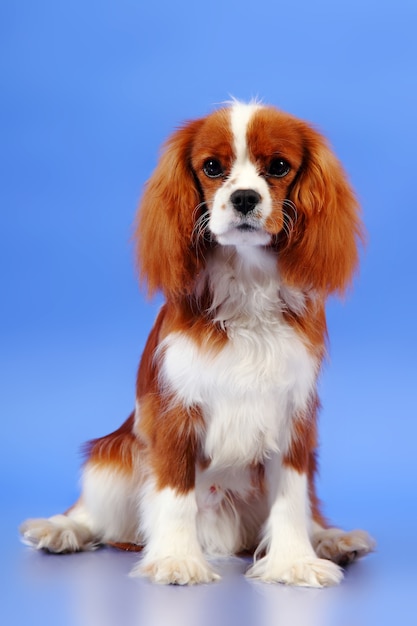 Cocker Spaniel Hund