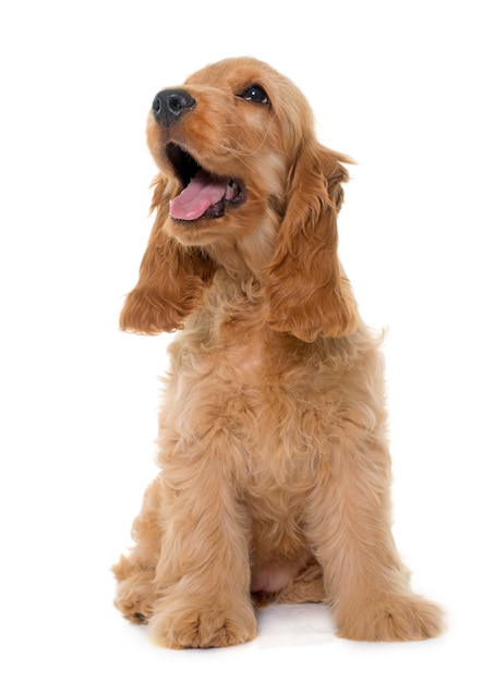 Cocker Spaniel Hund