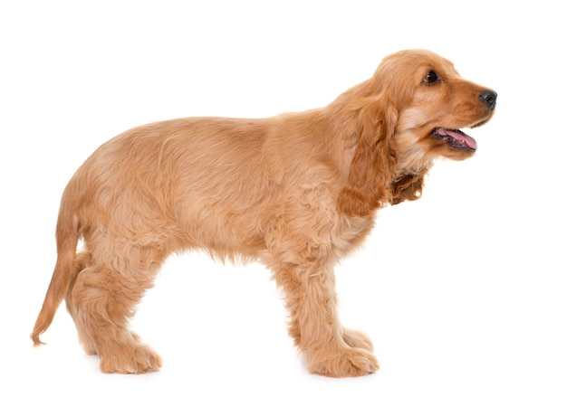 Cocker Spaniel Hund