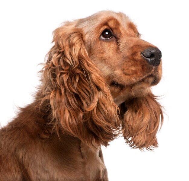 Cocker Spaniel Inglés, 2 años de edad