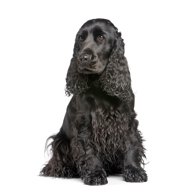 Cocker Spaniel Inglés con 2 años.