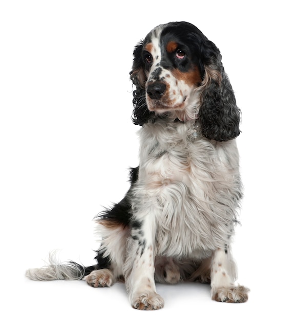 Cocker spaniel inglês, 4 anos. Retrato de cachorro isolado