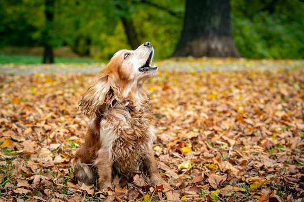 Cocker Spaniel Inglés contra el fondo de las hojas caídas..