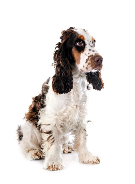 Cocker Spaniel Inglés delante de un fondo blanco