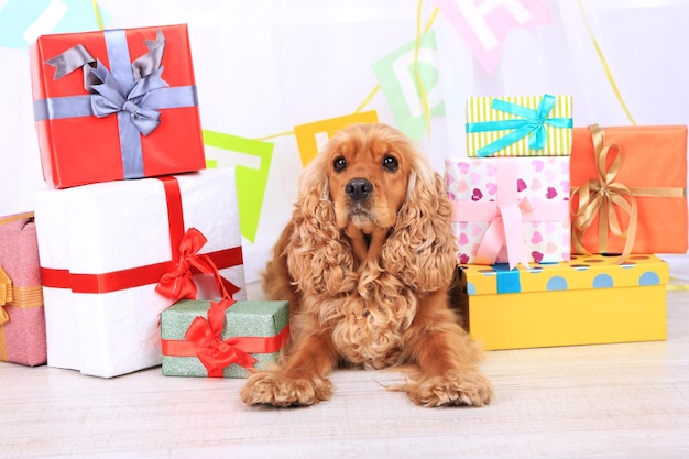 Foto cocker spaniel inglês e aniversário