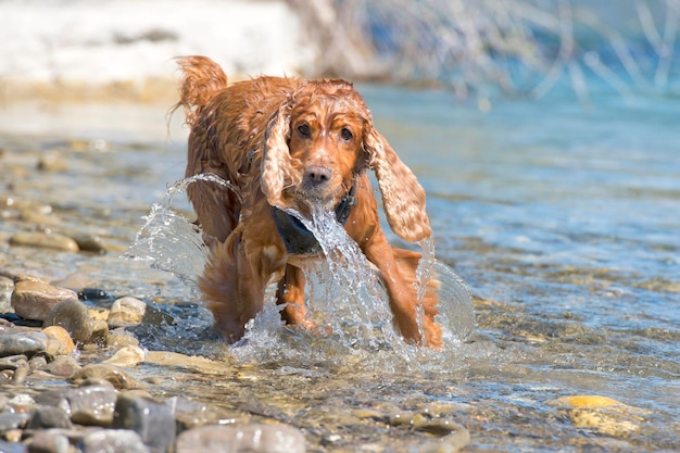 Cocker spaniel inglês isolado enquanto brincava no rio