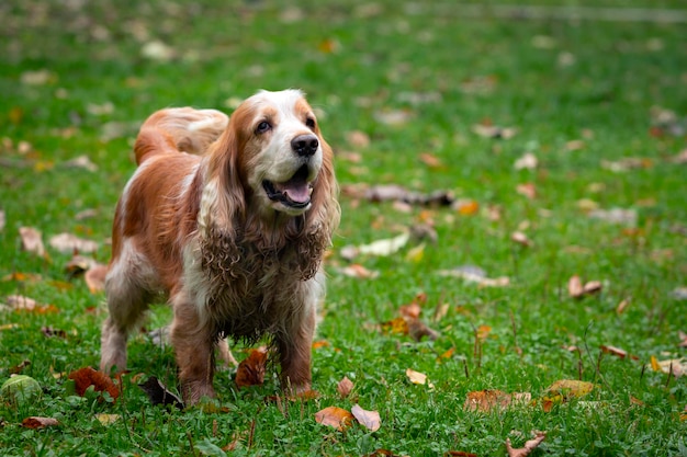 Cocker Spaniel Inglês jogando em uma clareira.