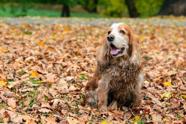 Cocker Spaniel Inglês No contexto das folhas caídas..