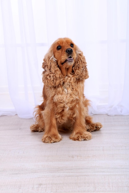 Cocker spaniel inglês no quarto