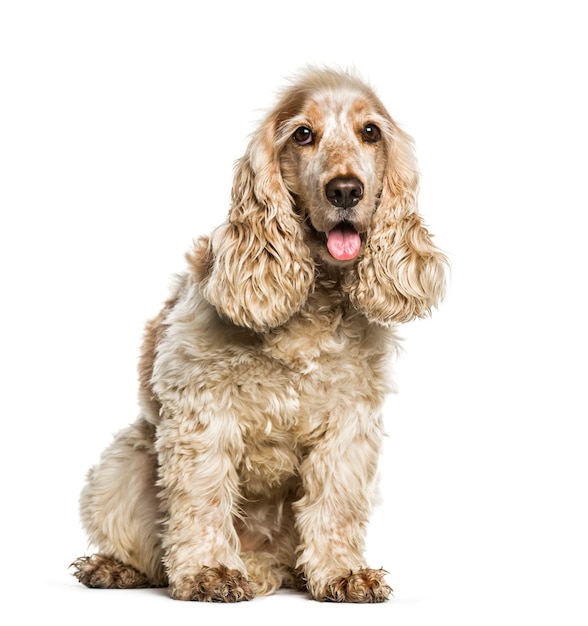 Cocker spaniel inglês sentado em frente a um fundo branco