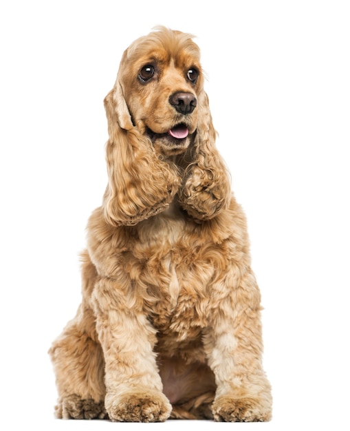 Cocker spaniel inglês sentado ofegando isolado no branco