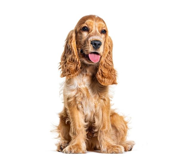 Foto cocker spaniel inglês sentado olhando para longe isolado em branco