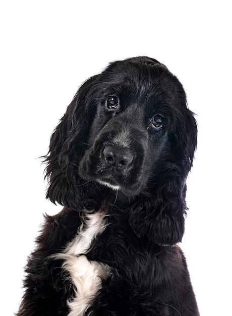 Cocker Spaniel Inglés