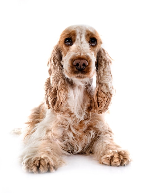 Cocker Spaniel Inglés