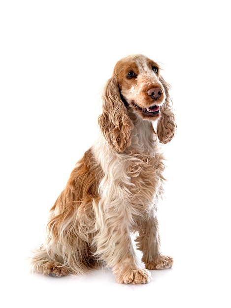 Cocker Spaniel Inglés