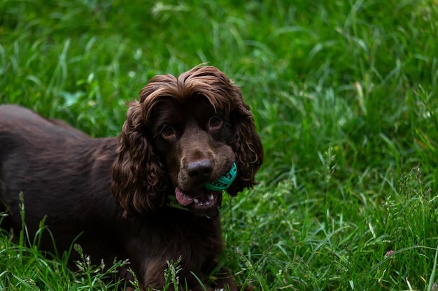 Cocker Spaniel mit einem Ball im Mund auf einem grünen Rasen