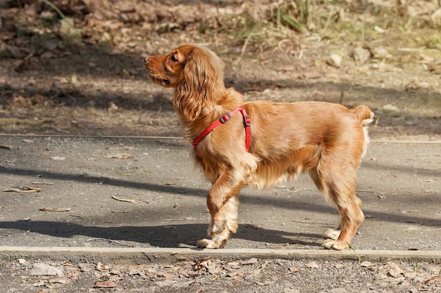 Cocker spaniel no parque