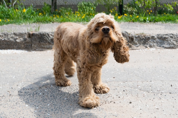 Cocker spaniel de pelo rizado caminando en un día soleado.