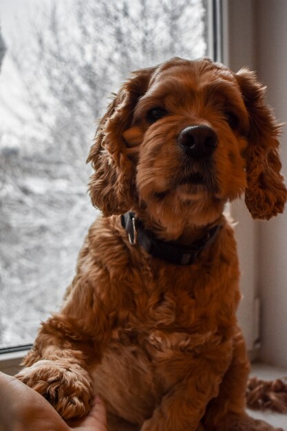 Cocker spaniel perro cariñoso