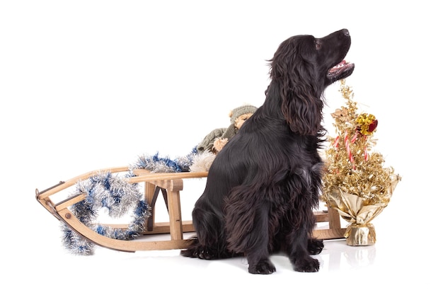 Cocker spaniel preto com um trenó em um cenário de Natal