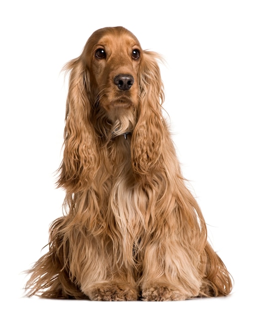 Foto cocker spaniel. retrato de cachorro isolado