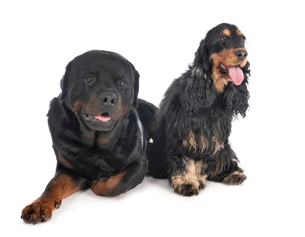 Cocker Spaniel y Rottweiler