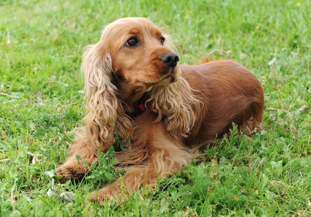 Cocker spaniel