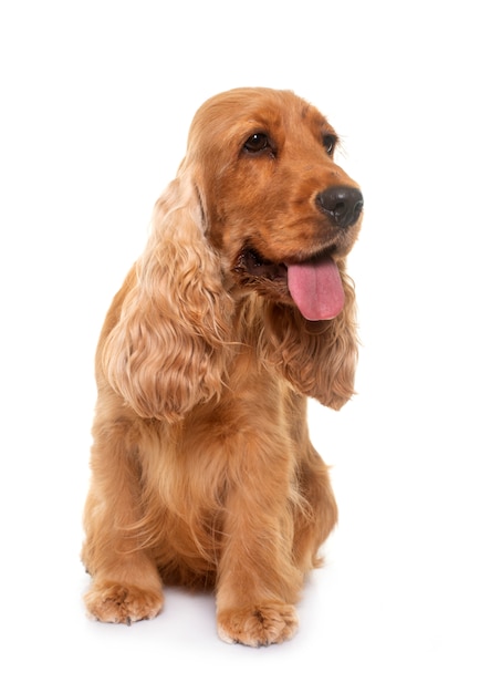 Cocker Spaniel