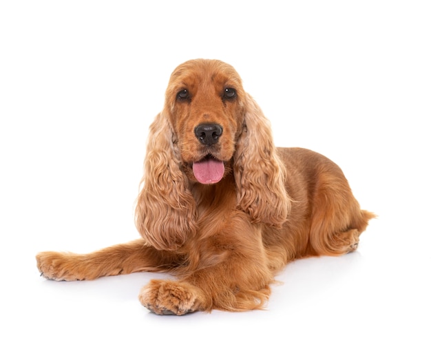 Cocker spaniel