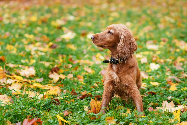 Cockerspaniel geht in den Park im Herbst