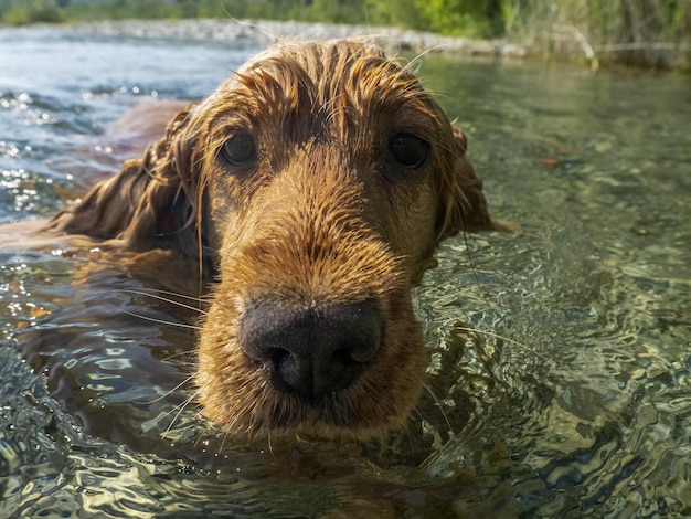 Cockerspaniel-Hund, der im Flusswasser schwimmt